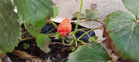 High angle view of Fragaria Ananassa or strawberry fruit that look ripe in a pot next to the house photo