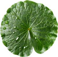 a large green leaf on a transparent background png