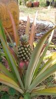 The pineapple tree has fruit photo