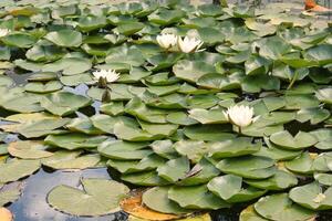 Water lily and reeds on the lake in the summer. White waterlilies blooming on pond. Swamping lily pads and grass on river photo