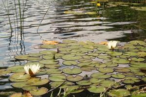 Water lily and reeds on the lake in the summer. White waterlilies blooming on pond. Swamping lily pads and grass on river photo