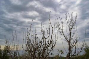 Leafless branches with a cloudy sky in the background. photo