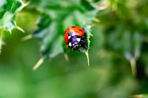 Ladybug on a thistle, little round beetle, red with black spots, coccinella, coccinellidae photo