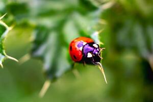 Ladybug on a thistle, little round beetle, red with black spots, coccinella, coccinellidae photo