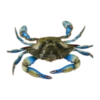 blue crab on transparent background highly detailed png