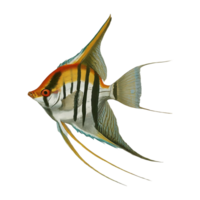 japanese angelfish on transparent background png