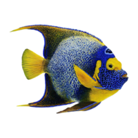 scribbled angelfish on transparent background png