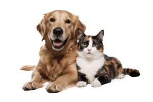 Portrait of happy and surprised dog and cat sit on the floor, looking at the camera together, isolated on transparent background png