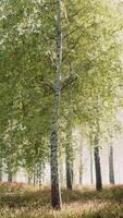 The last rays of the sun filter through the birch forest video
