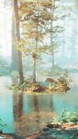 Panoramic view of the majestic evergreen forest in a morning fog video