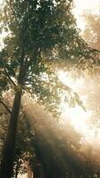 raios de sol em uma floresta enevoada video