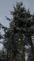 Winter pine tree forest with snow on trees video