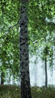 Sunrise or sunset in a spring birch forest with rays of sun shining video