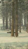 Winter pine tree forest with snow on trees video