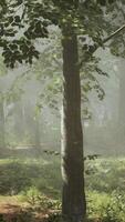 sun's rays break through the branches of trees glowing in the morning fog video