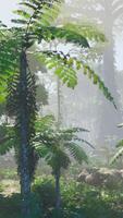 morning fog in dense tropical rainforest video