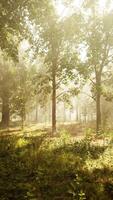 Panoramic view of the majestic evergreen forest in a morning fog video