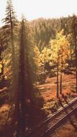 Decrepit railroad tracks vanishing into the shadows of a pine forest at sundown video