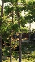 coniferous forest grows on rocky cliffs and is buffeted by winds video