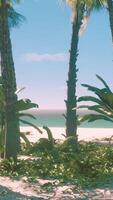 vista de una bonita playa tropical con palmeras alrededor video
