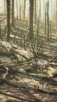 Broken trees in woods after bombing or artillery fire video