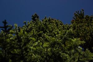 Tree branches seen from the ground photo
