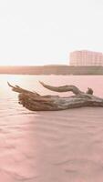 piece of an old root is lying in the sand of the beach video