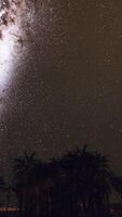 Night shot with palm trees and milky way in background video