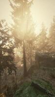 View in to tall pine trees on a summers day video