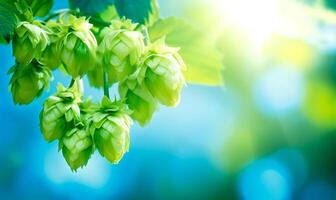Fresh green hops background with copy space photo
