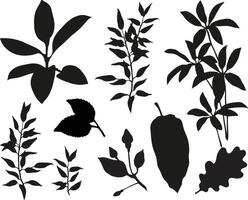 Plant elements from the jungle isolated on the white background. vector