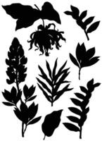 silhouettes of ylang ylang and lupine flowers and leaves, clip art, set of botanical illustrations vector