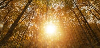 Sunlight Filtering Through Trees in Forest Autumn Background photo