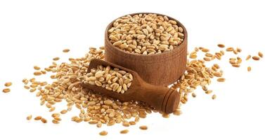 Wheat grains in wooden bowl with scoop isolated on white background photo