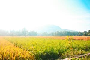 Paddy field, Imogiri, JOG. photo