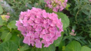 Pink hydrangea flower in the spring garden photo