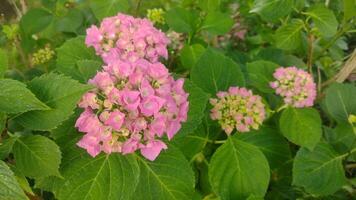 Pink hydrangea flower in the spring garden photo