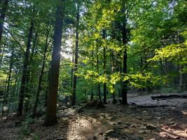 A forest with many trees and a clear blue sky. The trees are tall and green, and the sunlight is shining through the leaves, creating a peaceful and serene atmosphere. photo