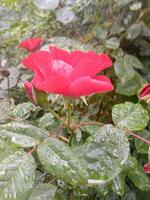 Red rose flower in the sunny spring garden photo