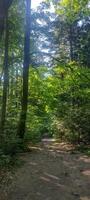 A forest with many trees and a clear blue sky. The trees are tall and green, and the sunlight is shining through the leaves, creating a peaceful and serene atmosphere. photo