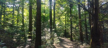 A forest with many trees and a clear blue sky. The trees are tall and green, and the sunlight is shining through the leaves, creating a peaceful and serene atmosphere. photo