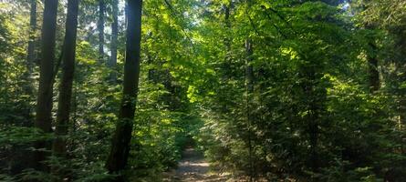A forest with many trees and a clear blue sky. The trees are tall and green, and the sunlight is shining through the leaves, creating a peaceful and serene atmosphere. photo