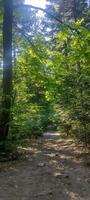 A forest with many trees and a clear blue sky. The trees are tall and green, and the sunlight is shining through the leaves, creating a peaceful and serene atmosphere. photo