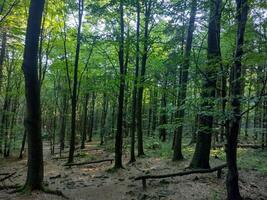 A forest with many trees and a clear blue sky. The trees are tall and green, and the sunlight is shining through the leaves, creating a peaceful and serene atmosphere. photo