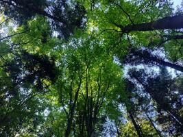 A forest with many trees and a clear blue sky. The trees are tall and green, and the sunlight is shining through the leaves, creating a peaceful and serene atmosphere. photo