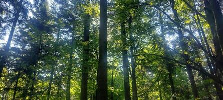 A forest with many trees and a clear blue sky. The trees are tall and green, and the sunlight is shining through the leaves, creating a peaceful and serene atmosphere. photo