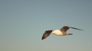Graceful Seagull Soaring Through the Clear Sky in Slow Motion Over the Open Sea video