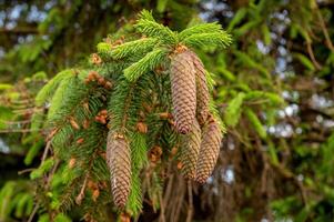 A young red fir cone on green branches on a green background with resin photo