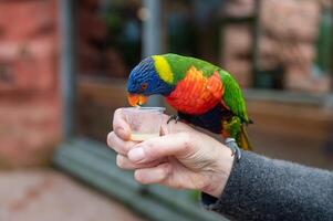 Rainbow Lorikeet Drinking from Cup in Hand photo