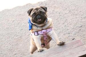 A cute pug is trying to climb the steps. Dog in a harness. stand on two legs and look up photo